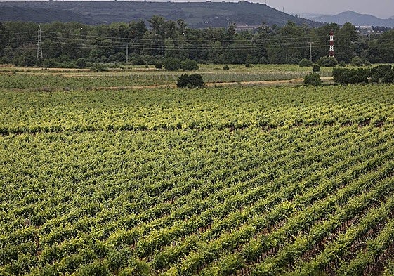 Imagen de un viñedo dentro de la DOCa Rioja.