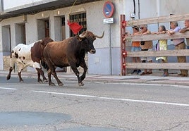 Encierro de reses bravas, ayer en Cervera del Río Alhama.