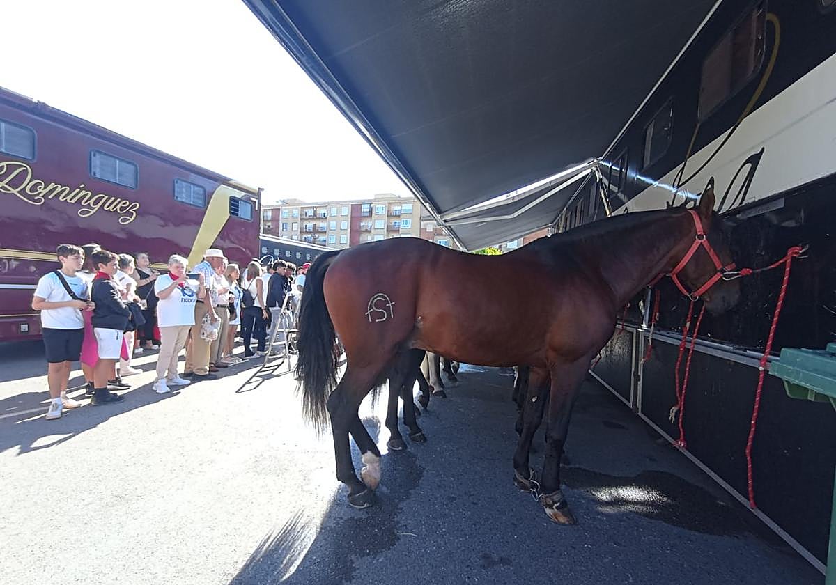 Los caballos de Guillermo Hermoso de Mendoza, Sergio Domínguez y Lea Vicens, preparados para el rejoneo en Calahorra