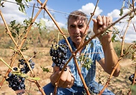 José Luis Pisón, detrás de unos racimos de uva afectados por la granizada del domingo.