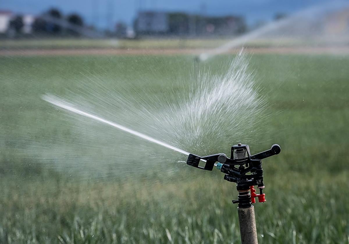 Riego de cereal para paliar la sequía.