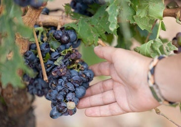 Las granizadas de la última semana han afectado al menos a 900 hectáreas en La Rioja