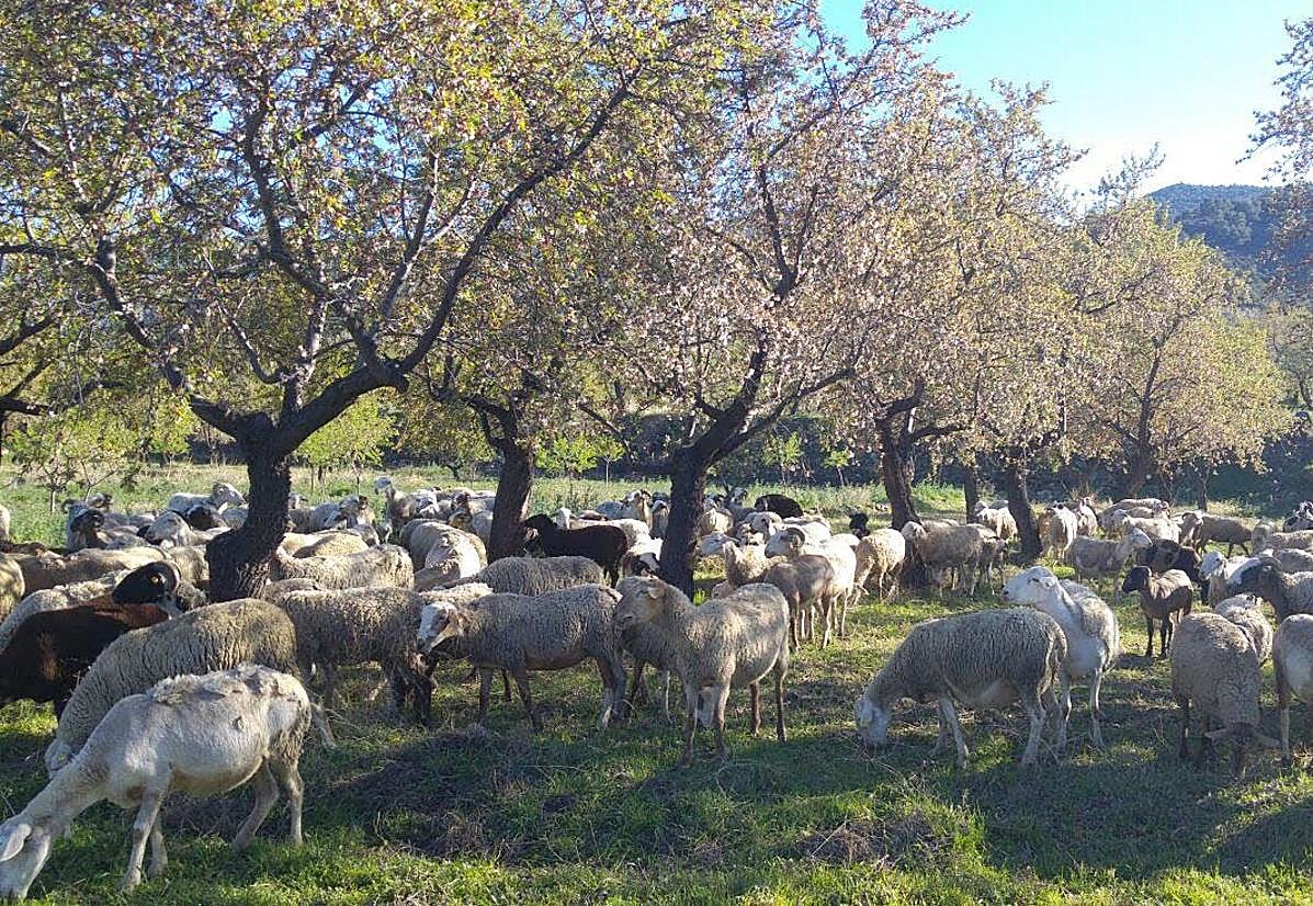 El número de ovejas ha descendido de manera notable en La Rioja.