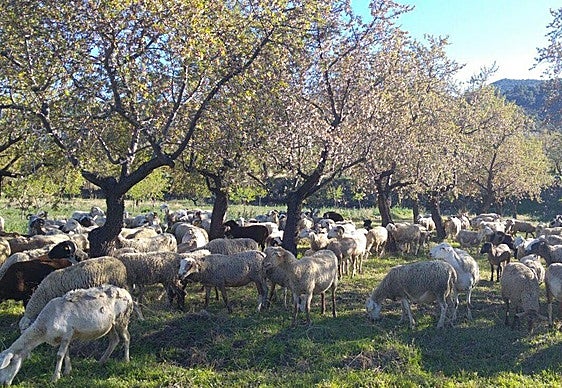 El número de ovejas ha descendido de manera notable en La Rioja.