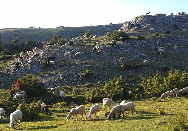 Un rebaño de ovejas pasta en el término municipal de Viguera.