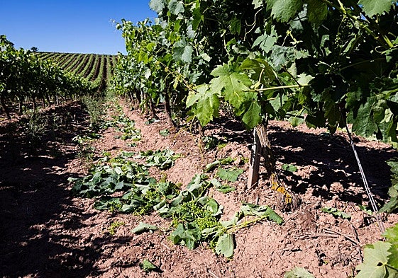 Cosecha en verde en una viña riojana.