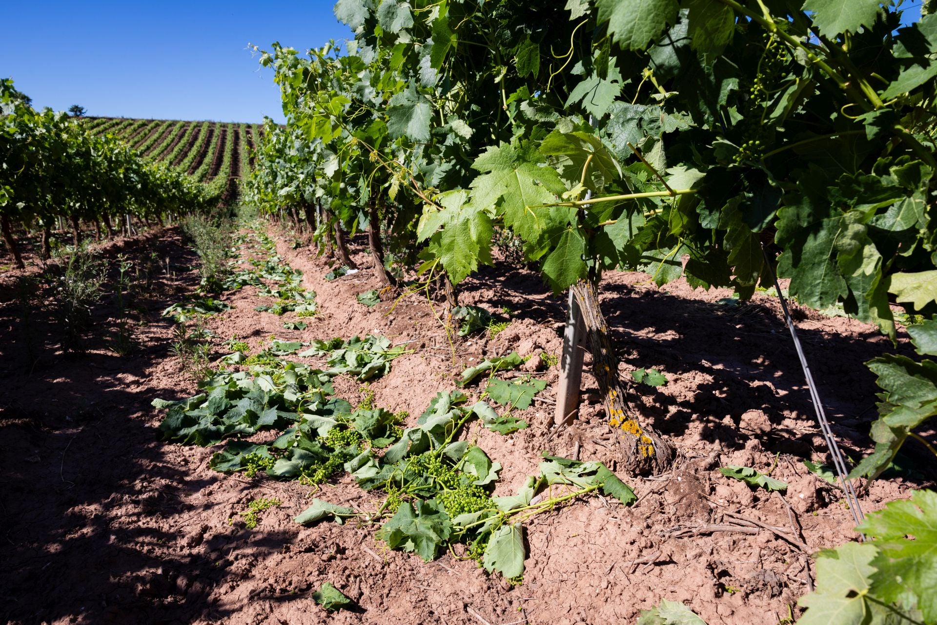 Cosecha en verde en una viña riojana.