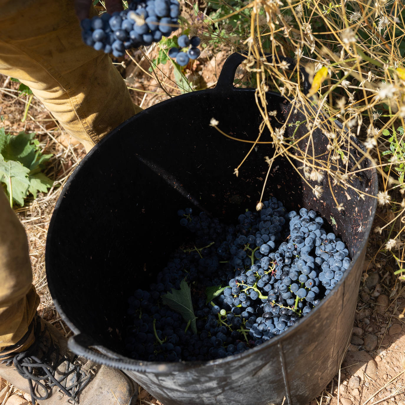 Las imágenes del inicio de la vendimia en Logroño