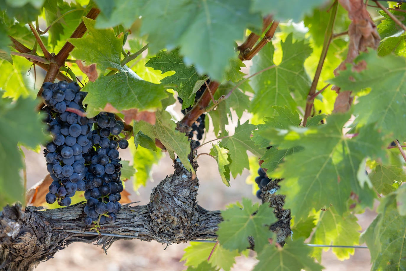 Las imágenes del inicio de la vendimia en Logroño