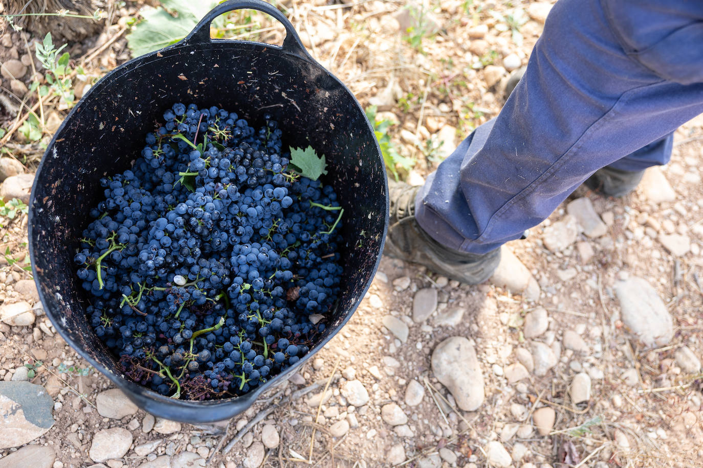 Las imágenes del inicio de la vendimia en Logroño