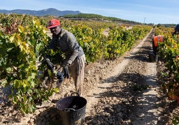 La Rioja retoma la contratación en origen de temporeros agrícolas tras dos décadas