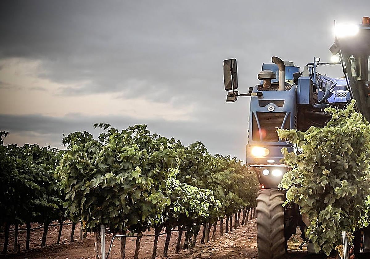 Una máquina vendimiadora trabaja en un viñedo riojano.