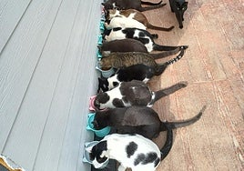 Una veintena de gatos de una colonia felina se alimentan en sus cuencos.