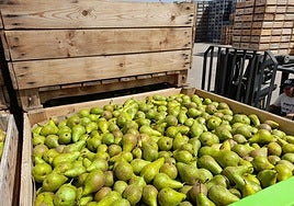 Un palot de peras conferencia de la DOP Peras de Rincón de Soto durante esta campaña.