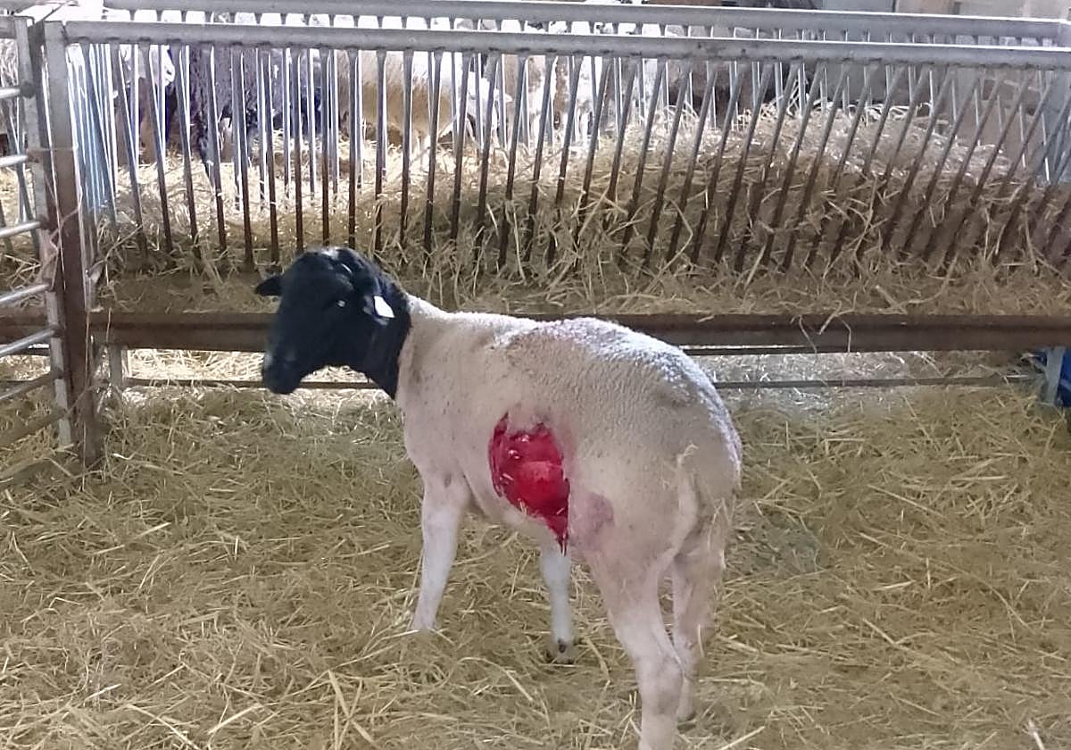 Nuevos ataques de lobo en la Sierra de Moncalvillo dejan diez ovejas muertas