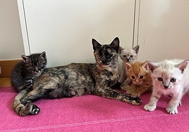 Asis, una gata muy especial y sus cuatro gatitos