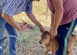 Carlos Lumbreras y su hijo Álvaro acrotalando un becerro.