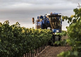 Una máquina vendimia en un viñedo riojano.