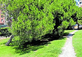 Impuestos, jardines, soterramiento, suciedad... los temas de hoy en el Teléfono de Lector