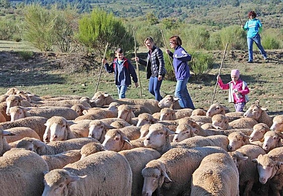 Niños y mayores conducen un rebaño de ovejas en una edición anterior.