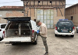 Rescatados dos perros en Morales junto al cadáver de otro