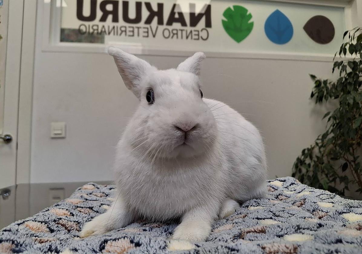 Imagen principal - Abandonan a una coneja doméstica en un descampado de Logroño