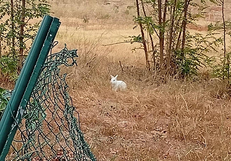 Abandonan a una coneja doméstica en un descampado de Logroño