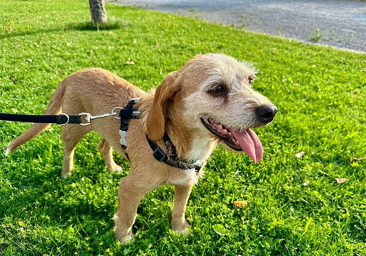 La perra Vega, rescatada en Haro, busca una segunda oportunidad