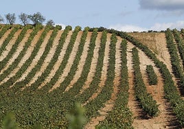 Los indicadores de maduración de la uva auguran una vendimia de gran calidad en Rioja