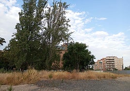 Imagen de la parcela por la que han protestado los vecinos del edificio Patricia, con maleza junto al arbolado silvestre.