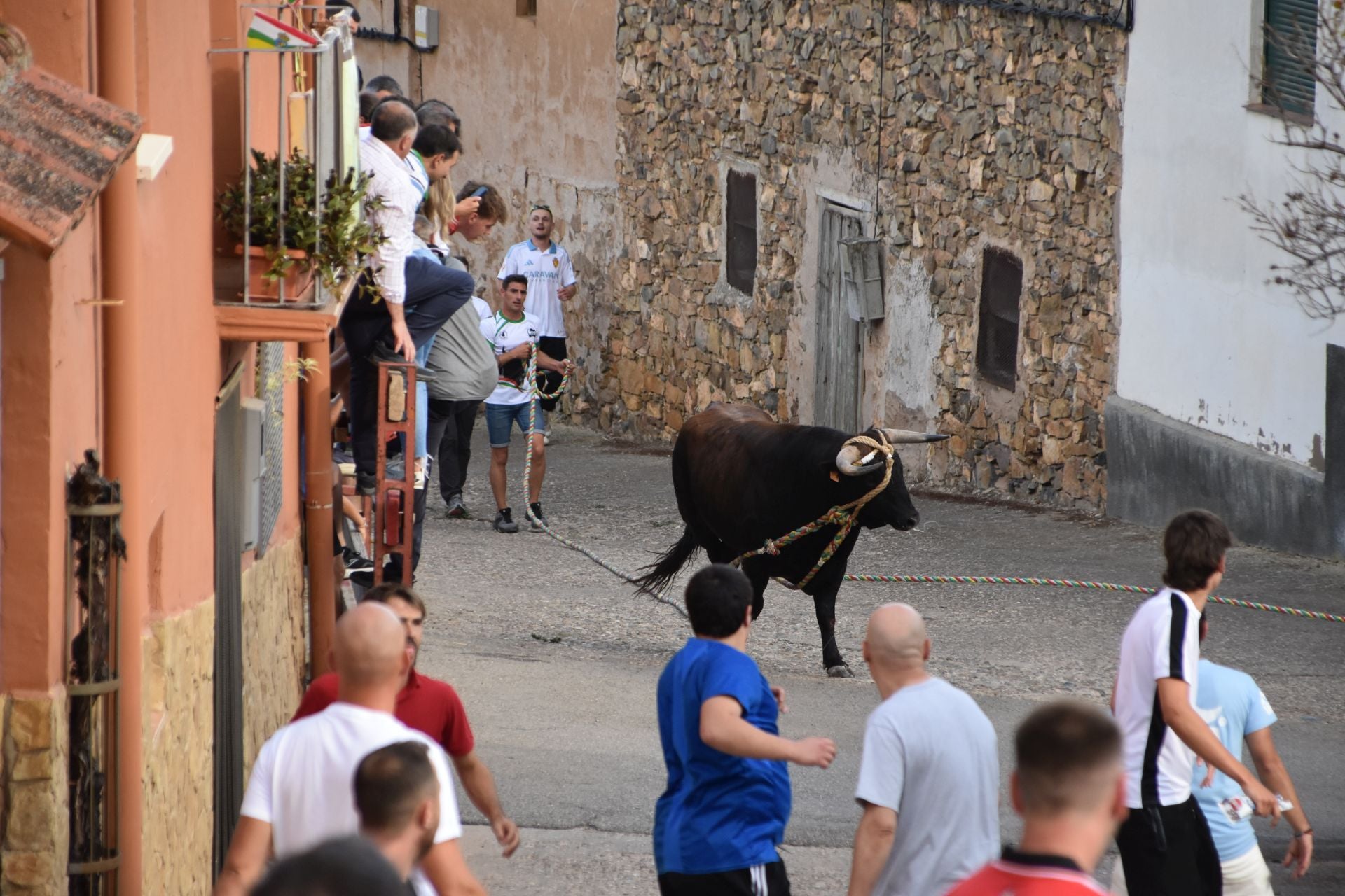 La suelta de toros ensogados, en imágenes