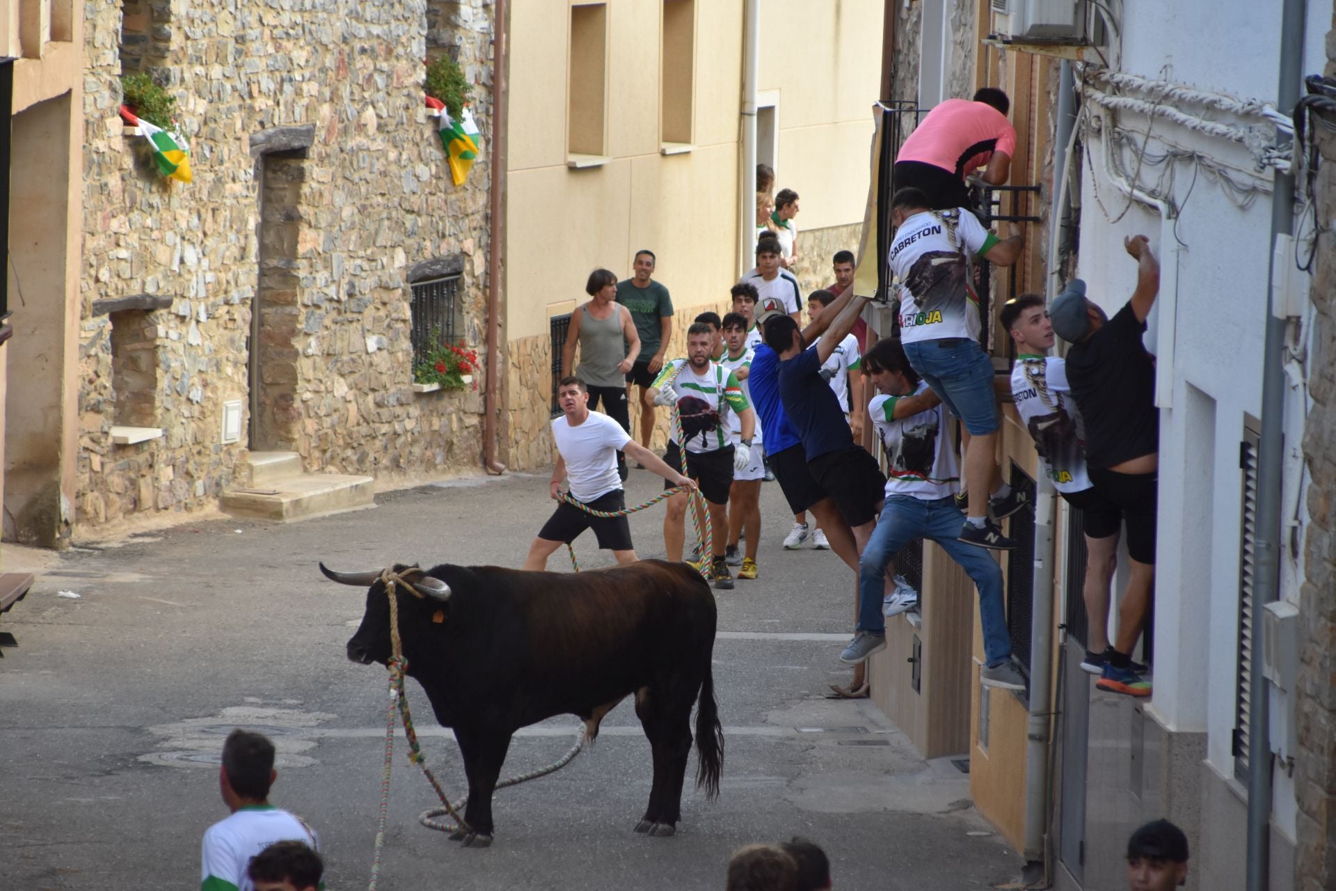 La suelta de toros ensogados, en imágenes