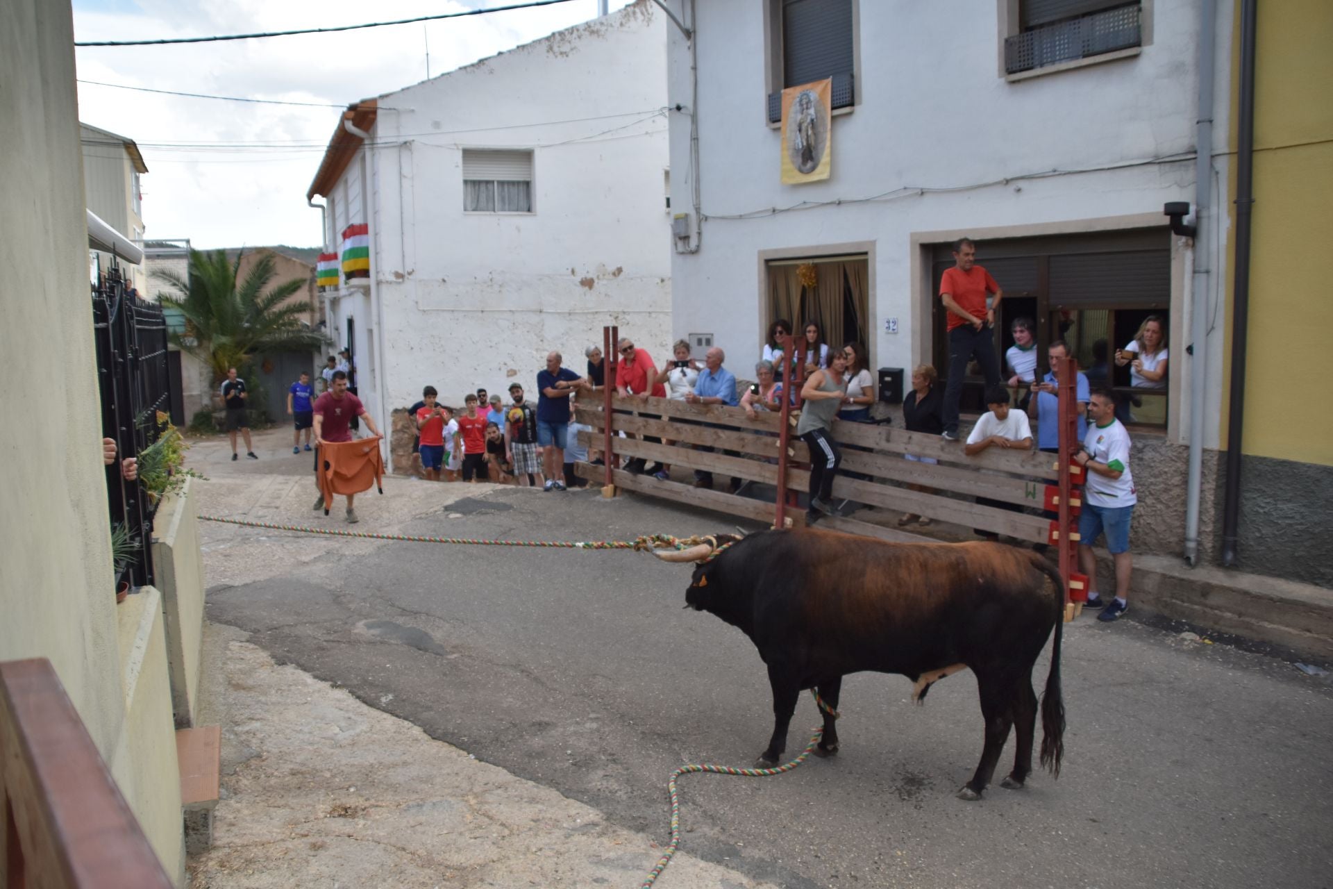 La suelta de toros ensogados, en imágenes
