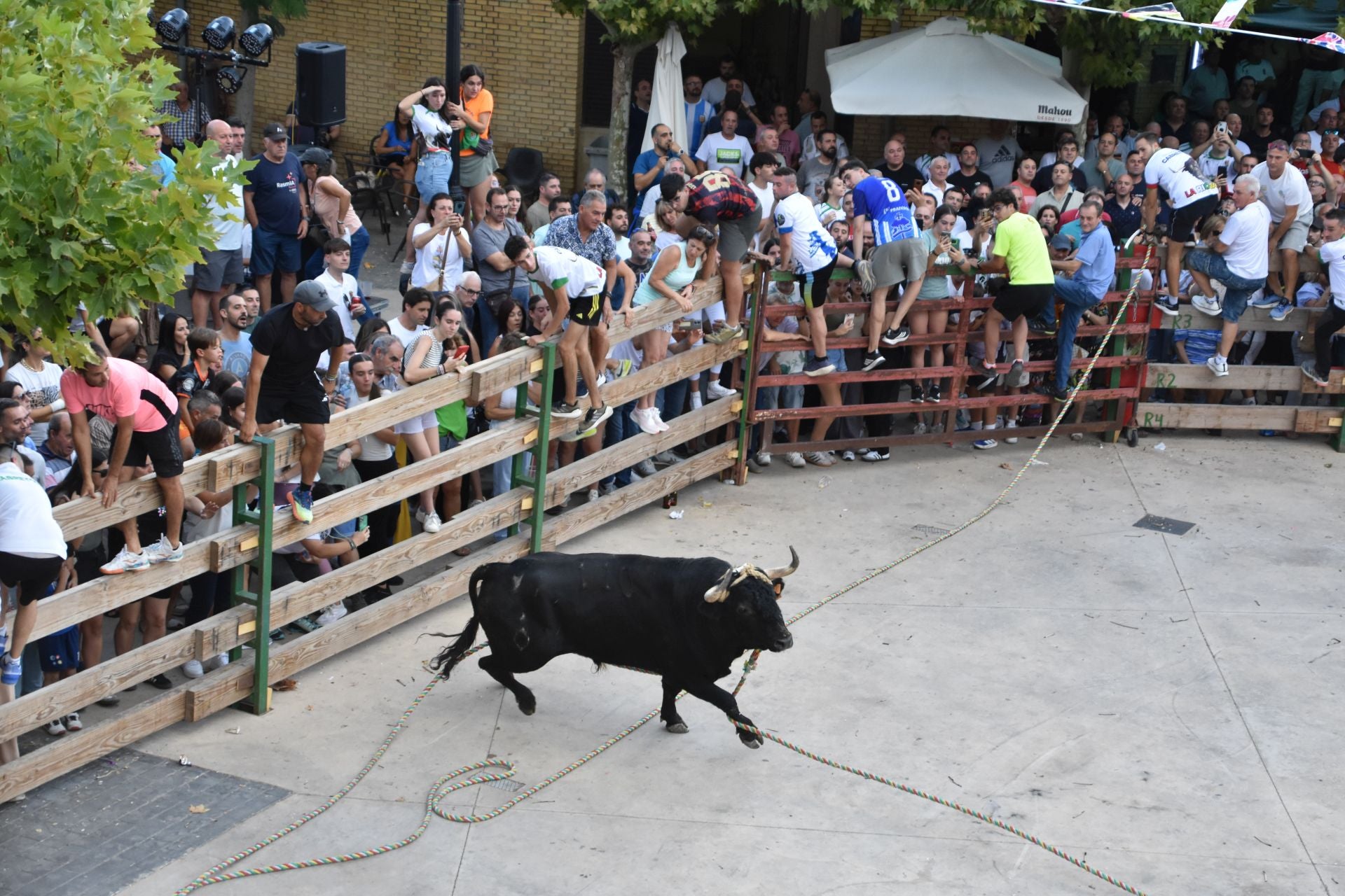 La suelta de toros ensogados, en imágenes