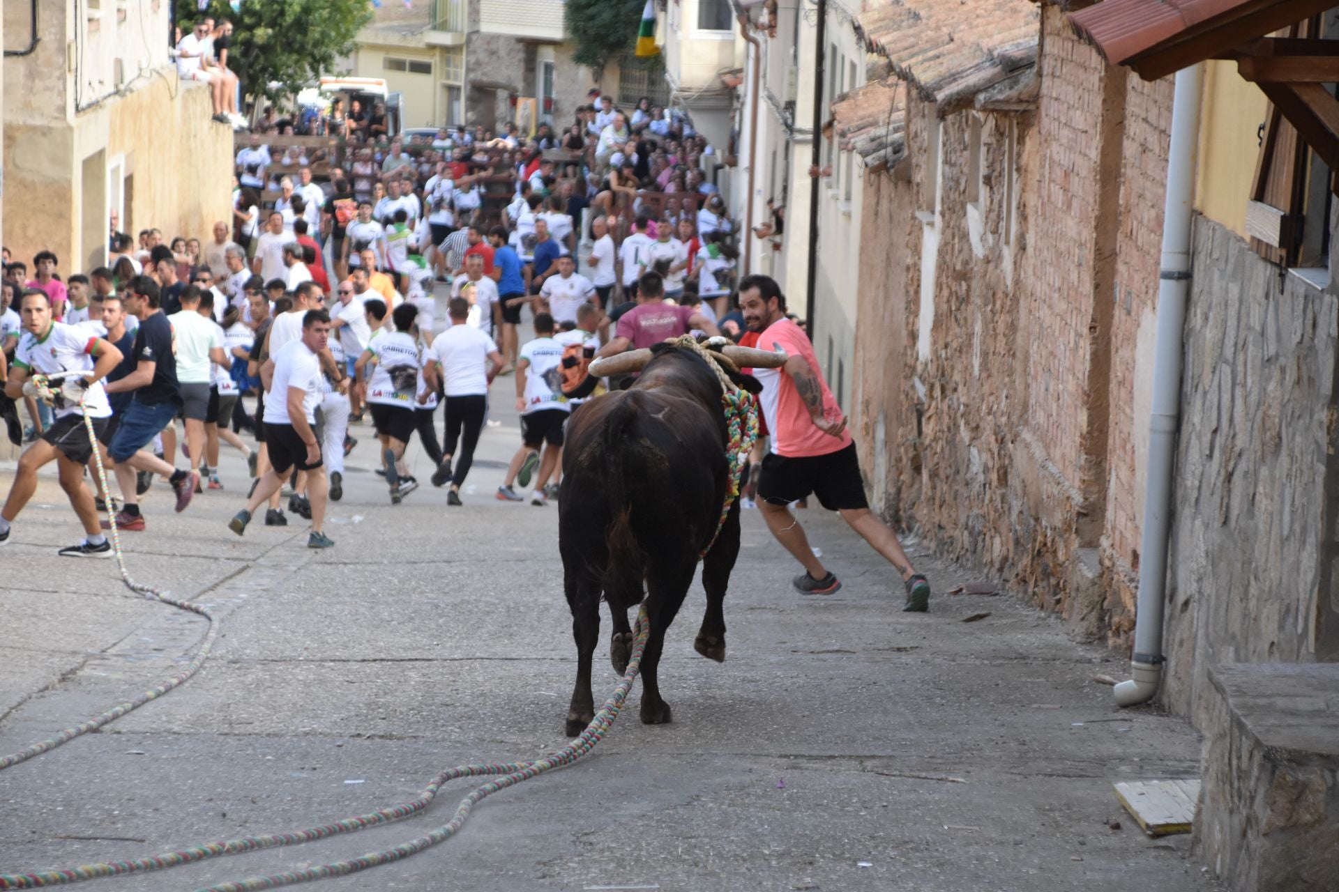 La suelta de toros ensogados, en imágenes