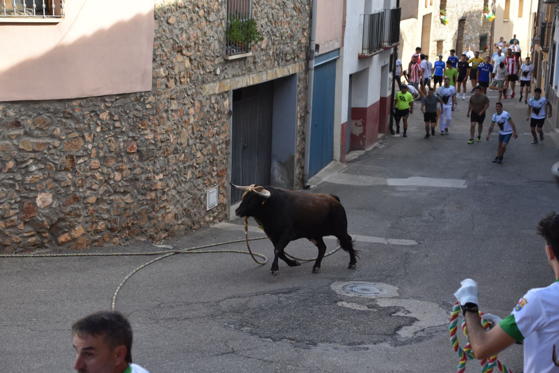 La suelta de toros ensogados, en imágenes