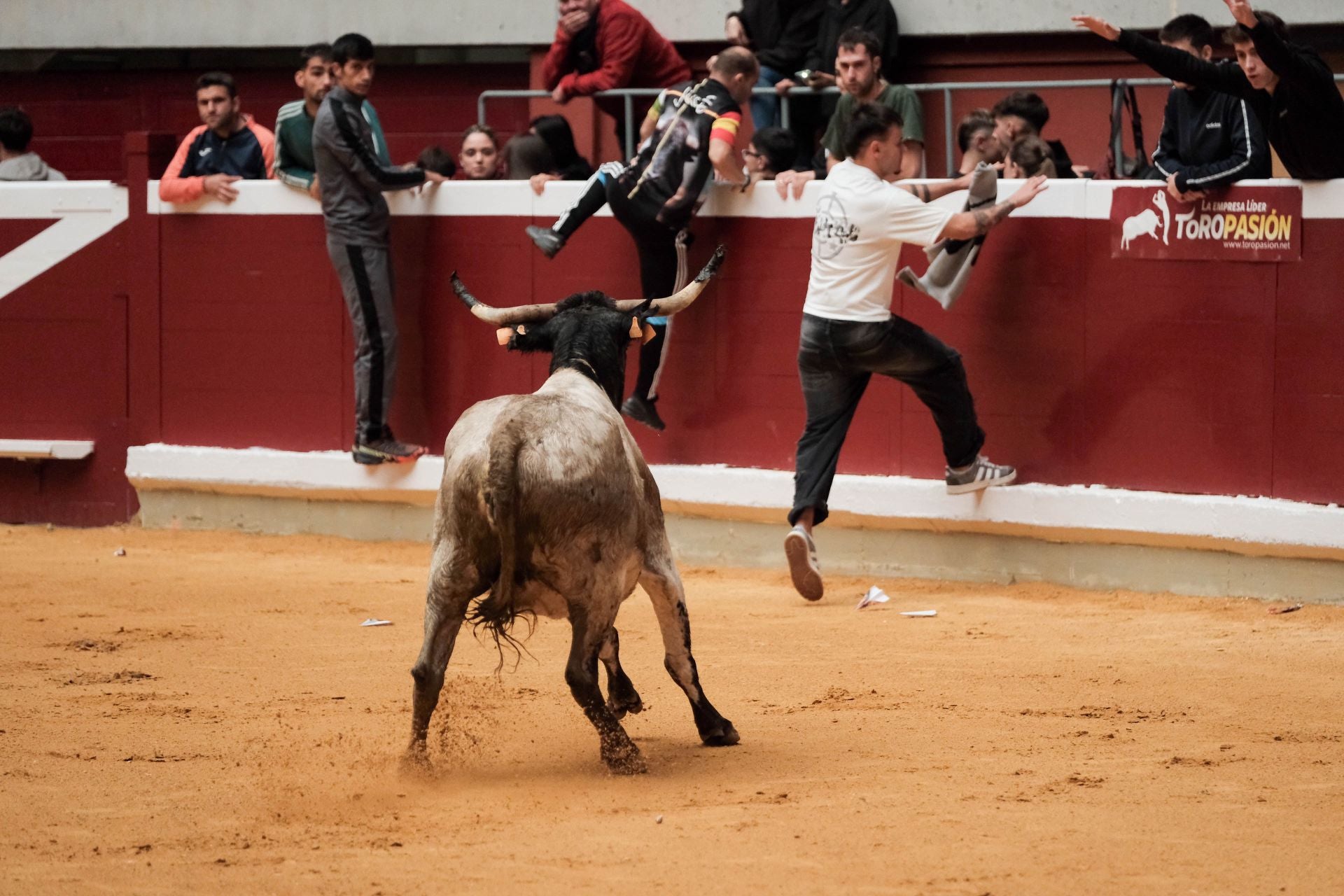 Las imágenes de las primeras vaquillas