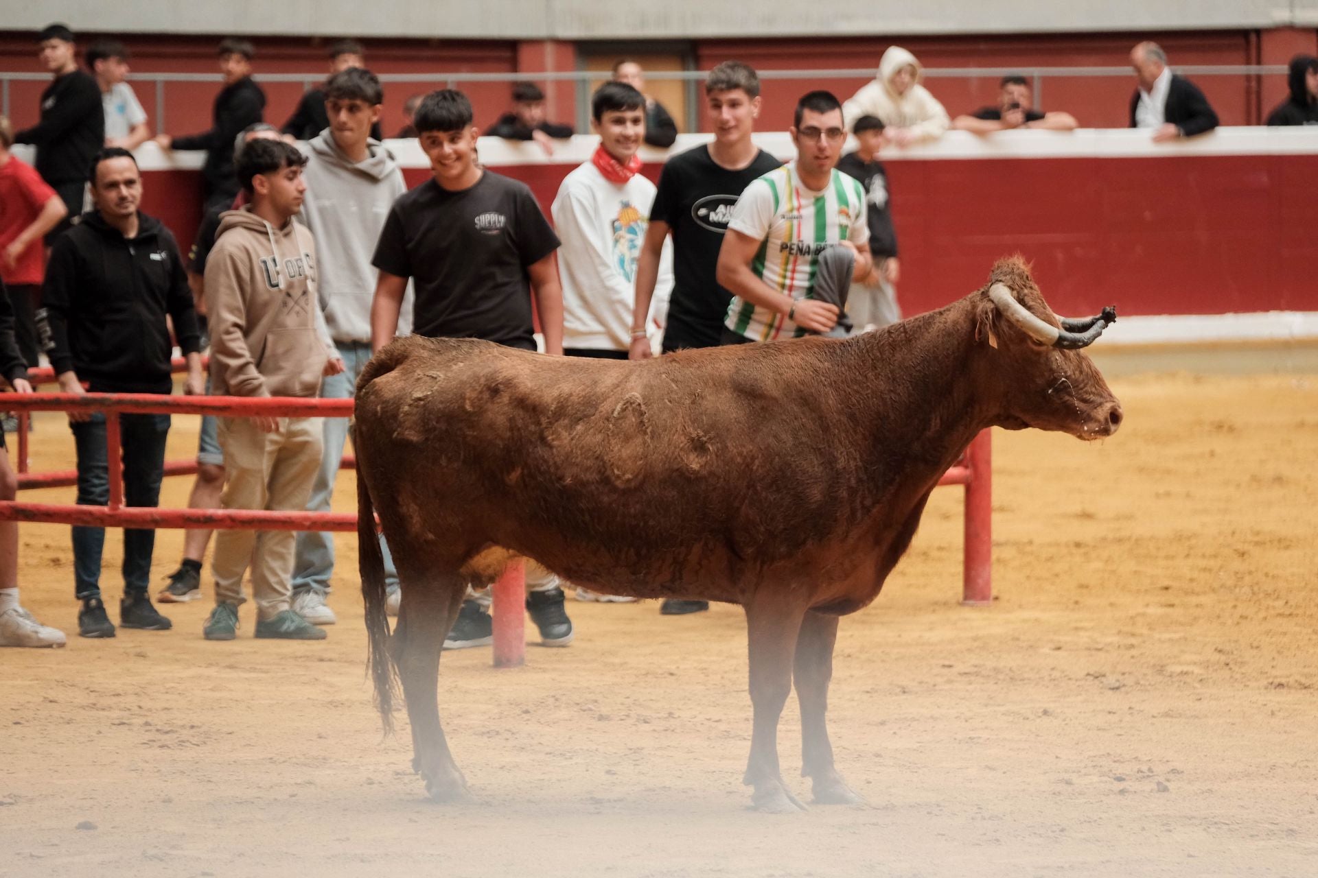 Las imágenes de las primeras vaquillas