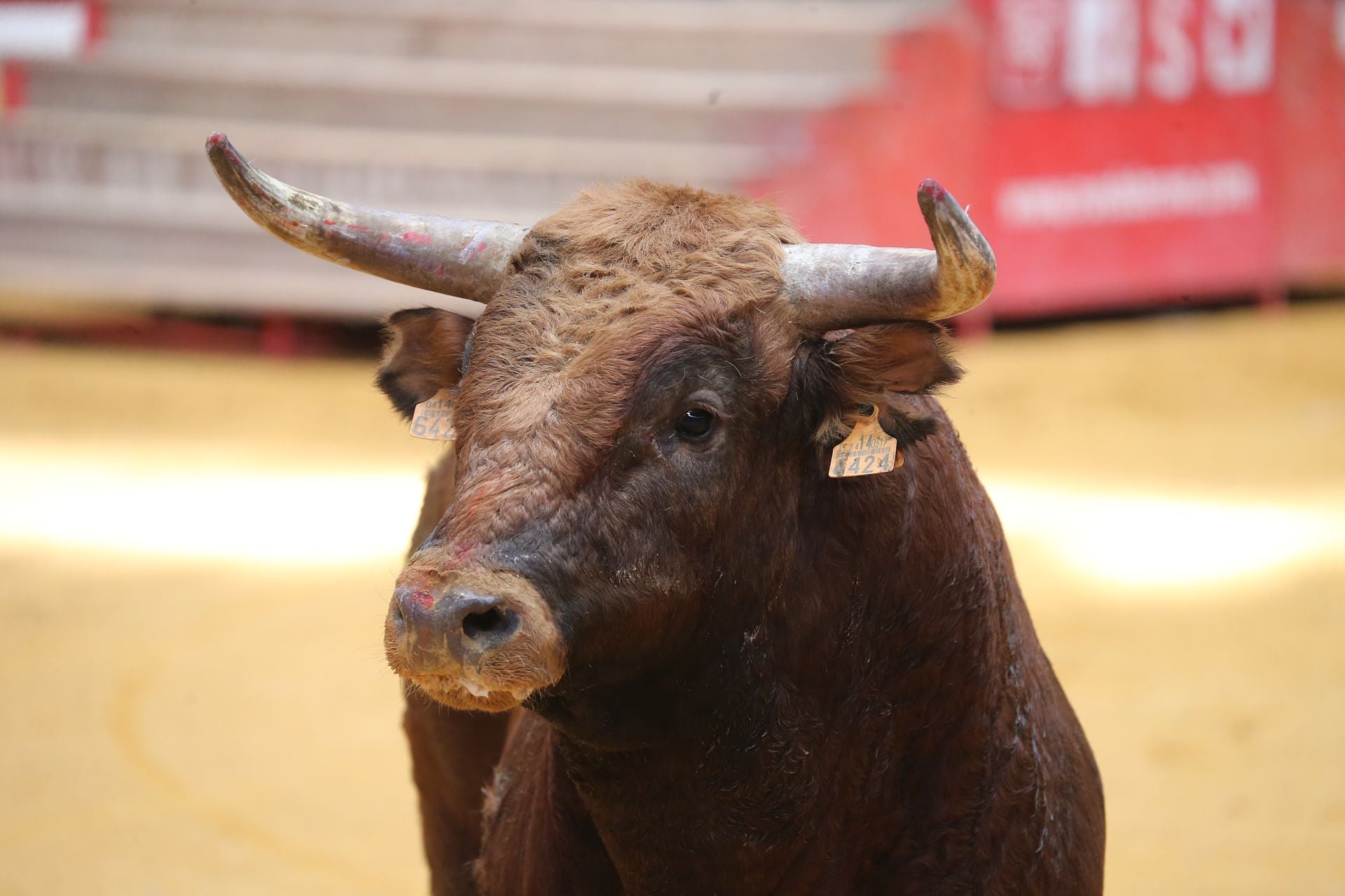 Una mañana de vaquillas en la Ribera