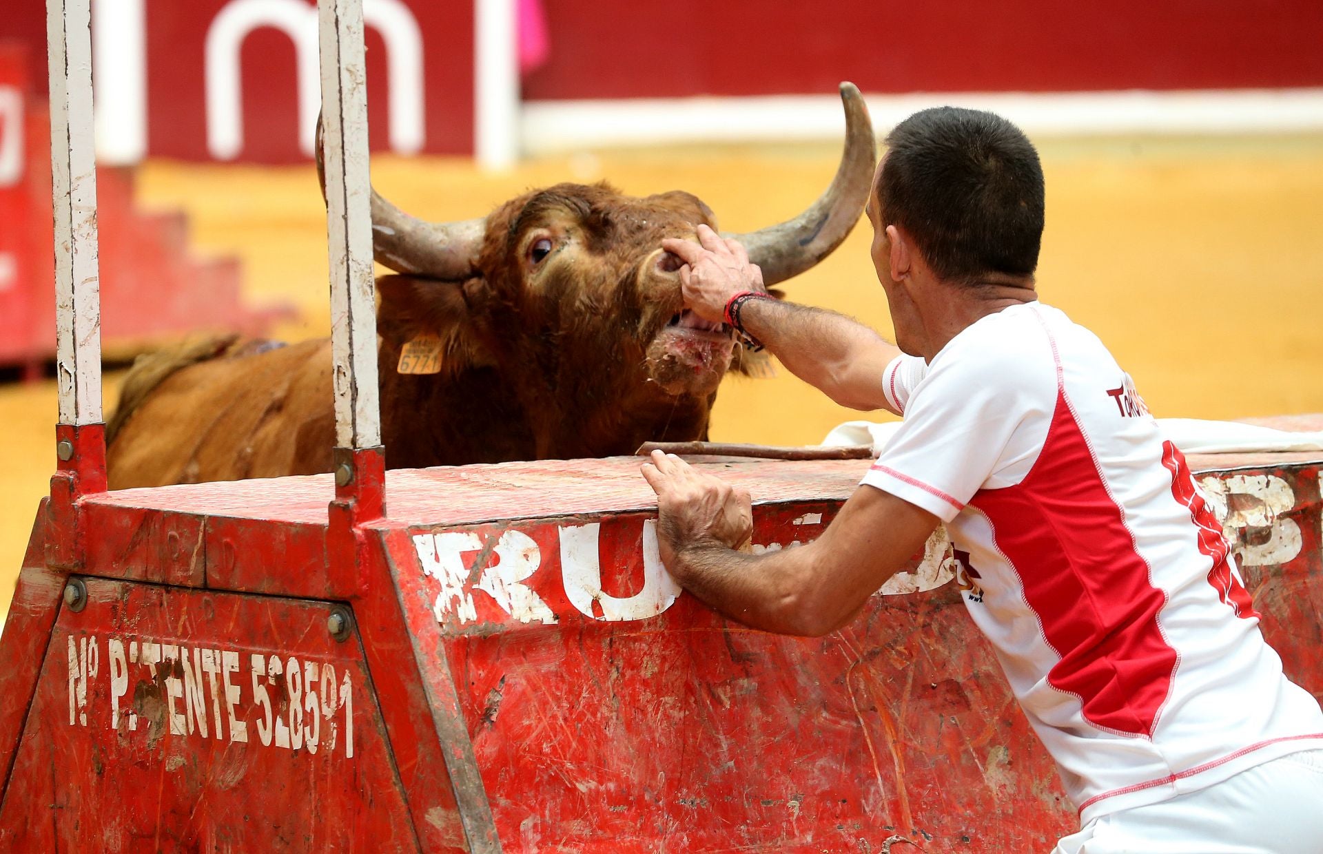 Una mañana de vaquillas en la Ribera