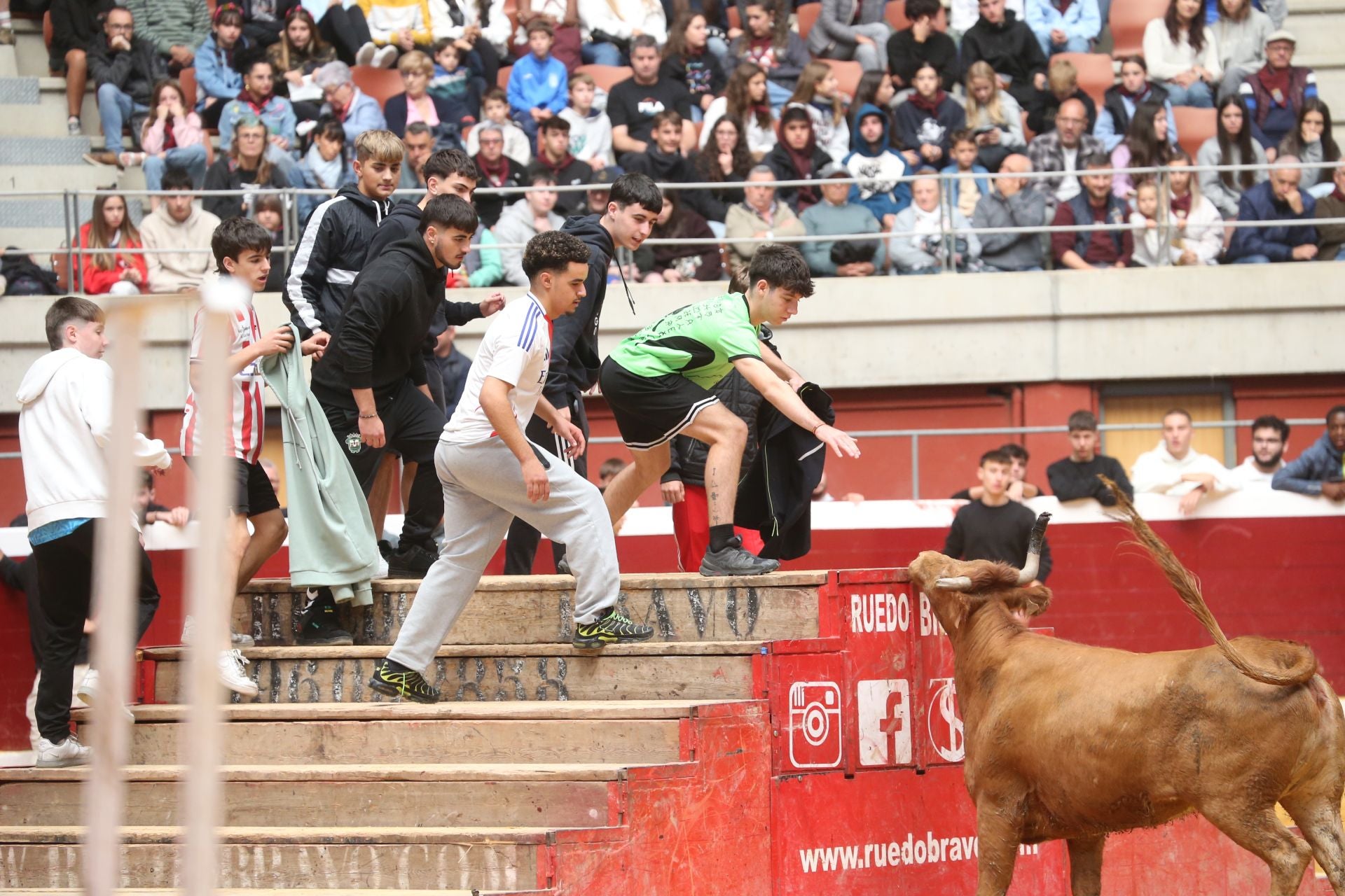 Una mañana de vaquillas en la Ribera