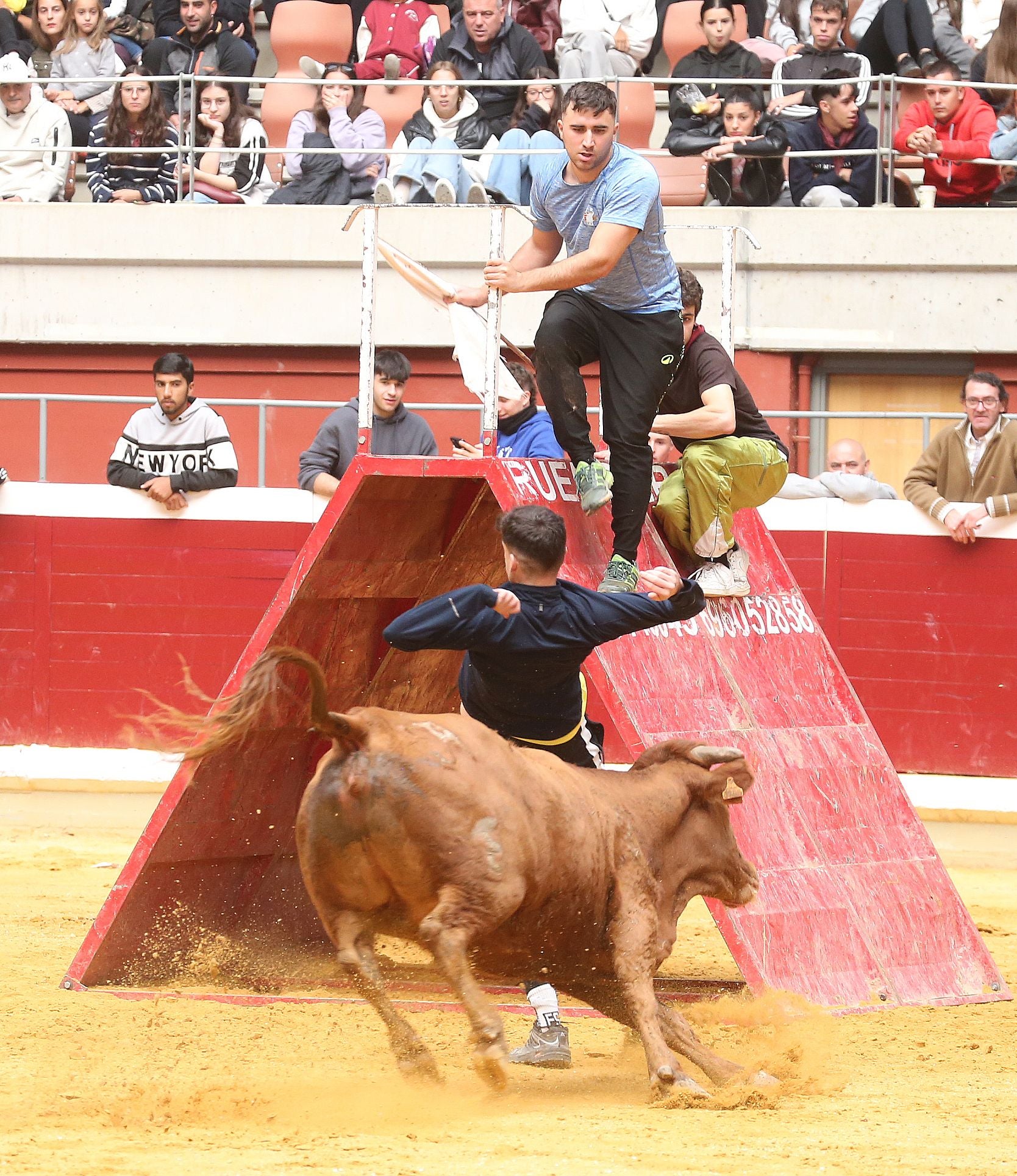 Una mañana de vaquillas en la Ribera