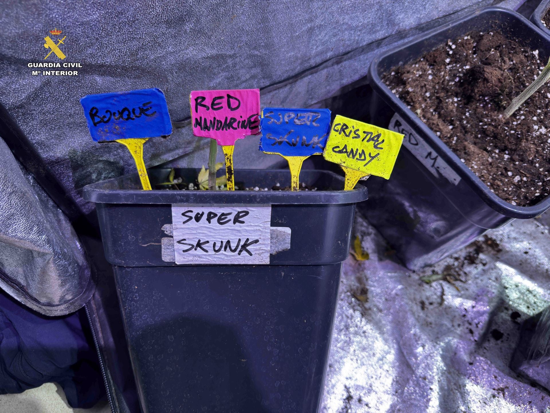 Marihuana lista para San Mateo