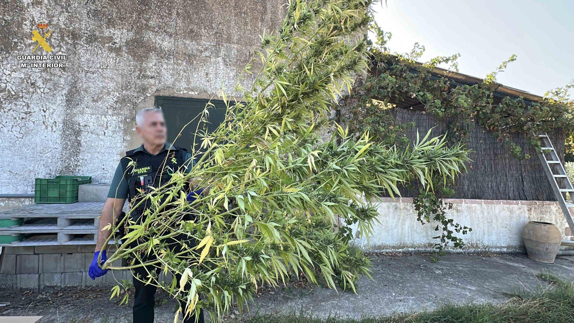 Marihuana lista para San Mateo