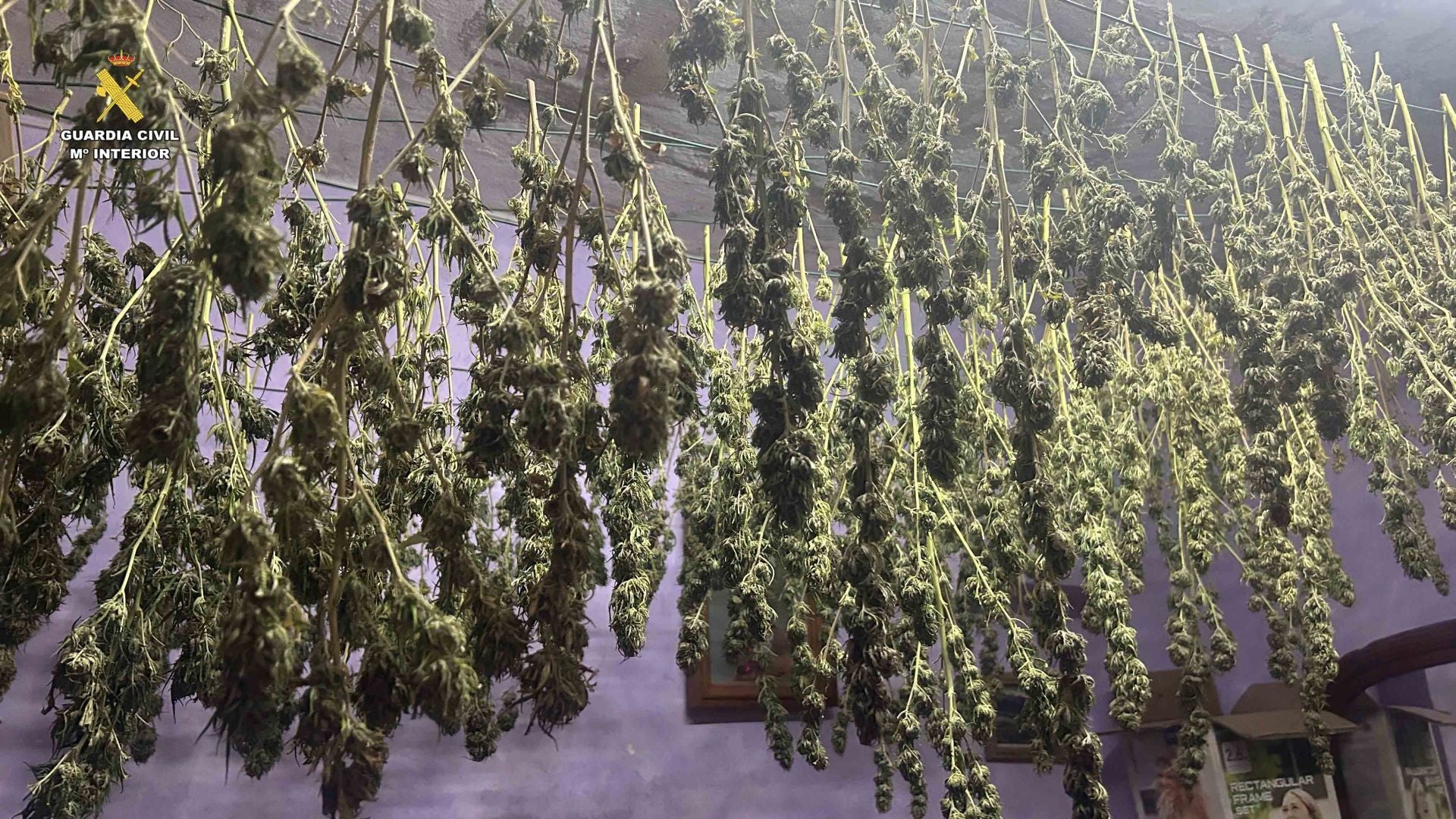 Marihuana lista para San Mateo