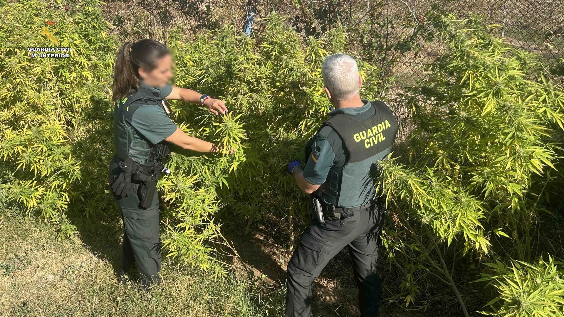 Marihuana lista para San Mateo