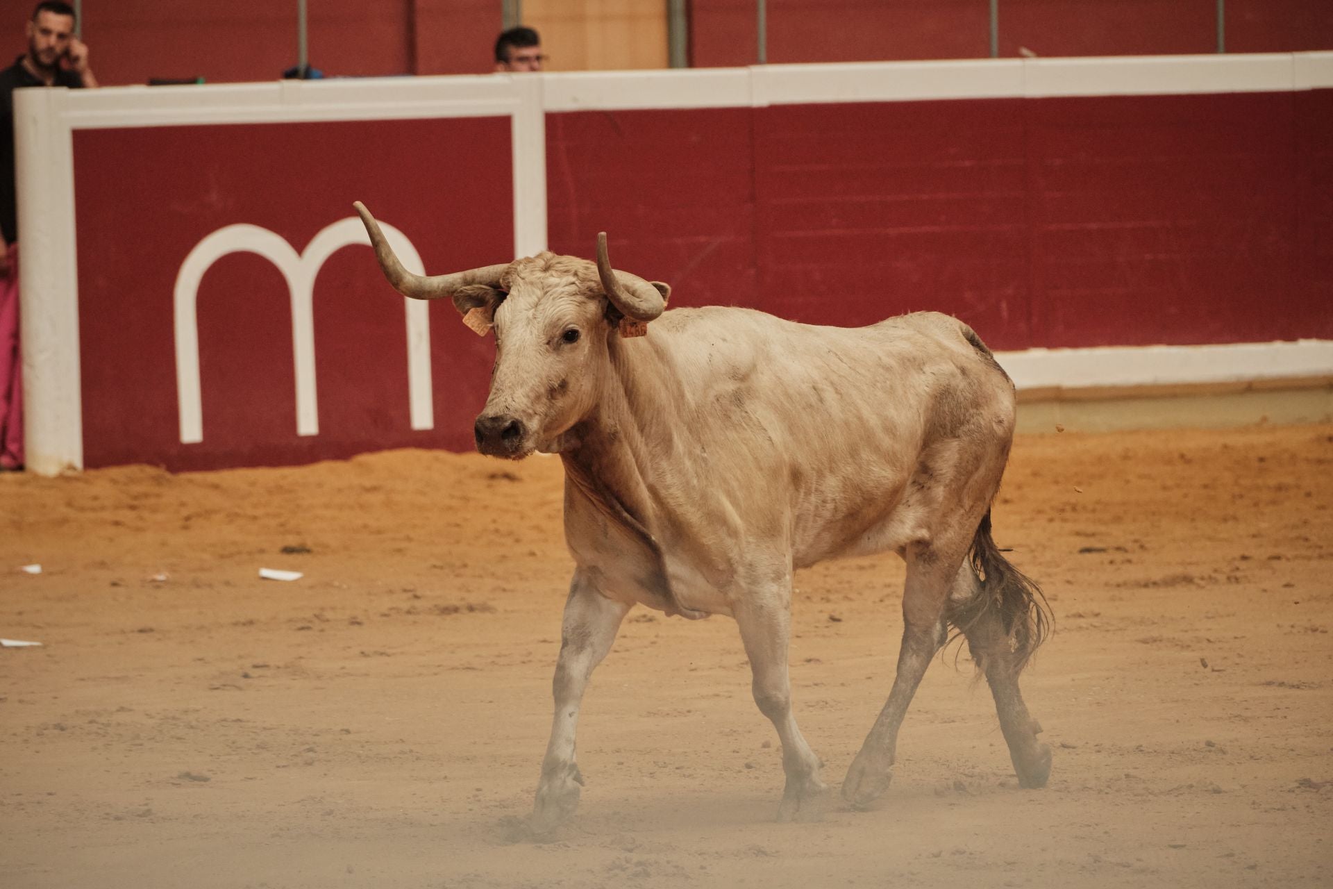 Martes de vaquillas en La Ribera