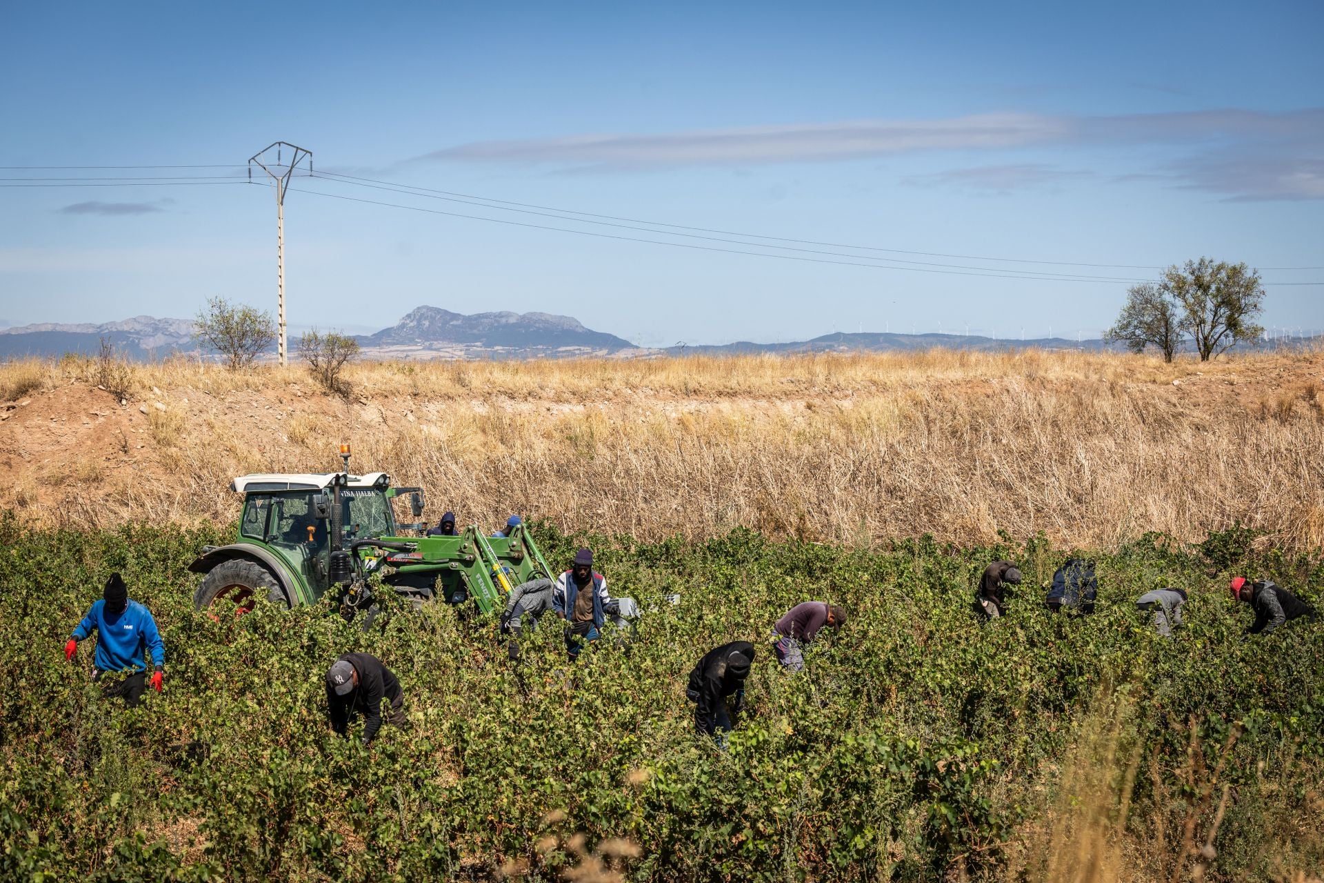 Labores de recogida de la uva en un viñedo de La Rioja Media.