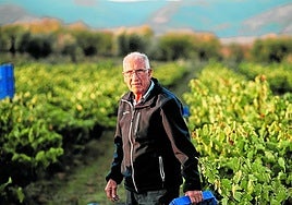 Javier Arizcuren, padre, ayudando en la finca de mazuelo