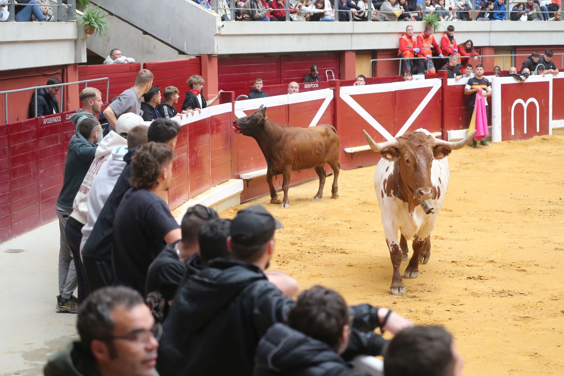 Las vaquillas tampoco defraudan el miércoles